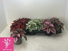 Hypoestes Mix 10Ø 16cm