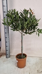 Laurus 20Ø 100cm