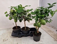 Citrus Meyer 17Ø 60cm