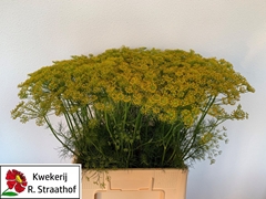 Anethum Graveolens 65cm