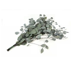 Preserved Eucalyptus Populus 65cm 150g