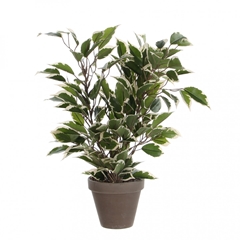 Artificial Plants Pot Ficus Natasja D11/30*40cm