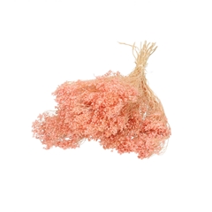 Dried Flowers Broom Bloom 50-55cm