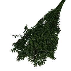 Dried Flowers Ruscus 65cm 110g