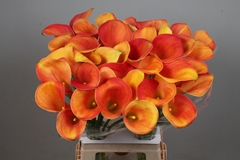 Zantedeschia Merengue 70cm