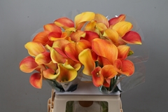 Zantedeschia Merengue 60cm