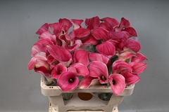 Zantedeschia Captain Romance 50cm