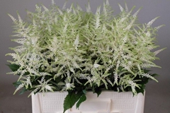 Astilbe Washington 60cm