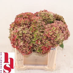 Hydrangea Rodeo Red Classic 50cm 15-17cm Hd
