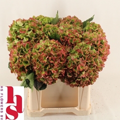 Hydrangea Verena Classic 50cm 16-18cm Hd