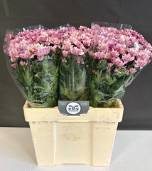 Chrysanth Spray Festival 60cm 50gr.