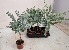 Eucalyptus Cinerea 12Ø 40cm