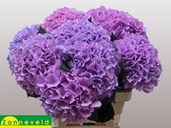 Hydrangea Royal Benefit 60cm 17-19cm Hd