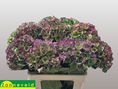 Hydrangea Opal Classic 65cm 17-19cm Hd