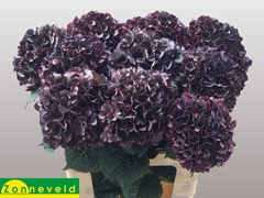 Hydrangea Dark Ruby Classic 55cm 13-15cm Hd