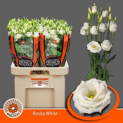 Eustoma Double Rosita White 70cm