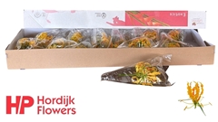 Gloriosa Twin Colour 20cm