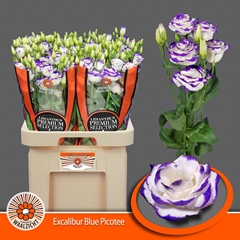 Eustoma Double Excalibur Blue Picotee 70cm