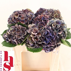 Hydrangea Royal King Classic 50cm 14-16cm Hd