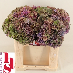Hydrangea Rodeo Red Classic 50cm 16-18cm Hd