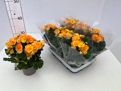 Begonia Double Rebecca 13Ø 29cm