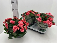Begonia Double Borias 13Ø 29cm