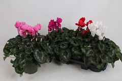 Cyclamen Halios 17Ø 35cm