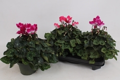 Cyclamen Midi Indiaka 13Ø 30cm