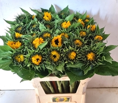 Helianthus Sunrich Orange 85cm