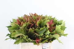 Quercus Rubra 60cm