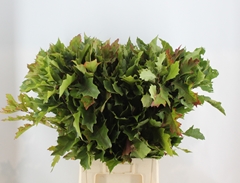 Quercus Rubra 80cm