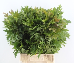 Quercus Palustris 80cm