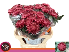 Chrysanth Single Bigoudi Red 80cm 125gr.