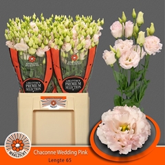 Eustoma Double Chaconne Wedding Pink 65cm