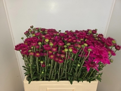 Chrysanth Spray Beppie Super Purper 60cm