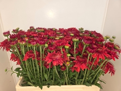 Chrysanth Spray Beppie Super Red 60cm