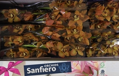 Cymbidium Charly Brown 50cm