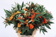 Euphorbia Fulgens Spray Mix 60cm 3cm Hd