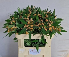 Euphorbia Fulgens Spray Cognac Baron 70cm 5cm Hd