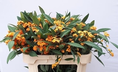 Euphorbia Fulgens Spray Sunstream 70cm 5cm Hd