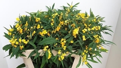 Euphorbia Fulgens Spray Cream Yellow 70cm 5cm Hd
