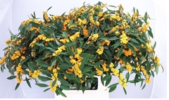 Euphorbia Fulgens Spray Cream Yellow 80cm 15cm Hd