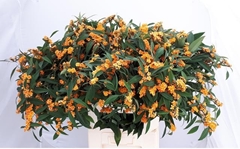Euphorbia Fulgens Spray Sunstream 80cm 15cm Hd