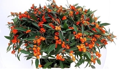 Euphorbia Fulgens Spray Queen Of Orange 70cm 5cm Hd