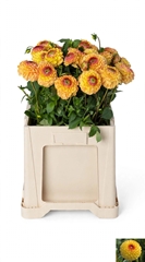 Dahlia Sunny Boy 65cm