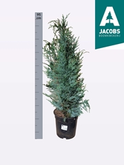 Chamaecyparis Columnaris 21Ø 95cm