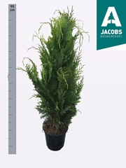 Chamaecyparis Stardust 21Ø 95cm