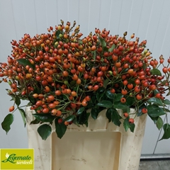 Rosa Magical Miracle 55cm