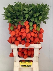 Physalis Alkekengi Lampion Per Stem 80cm