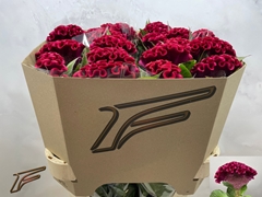 Celosia Indian Summerburgundy 80cm